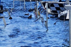 Hochwasser September 2024